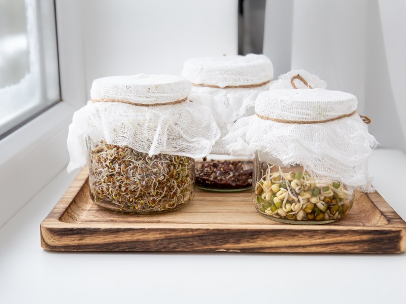 Sprossen ziehen: Drei Gläser mit Sprossen auf einem Holztablett. Sie sind mit Mulltuch abgedeckt.