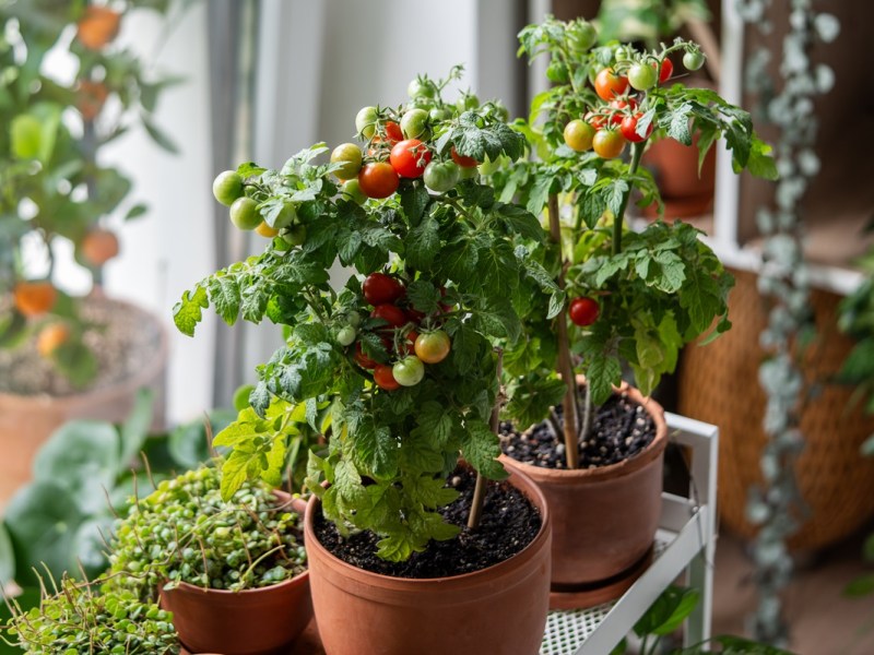 Balkontomaten in Pflanztöpfen auf einem Balkon