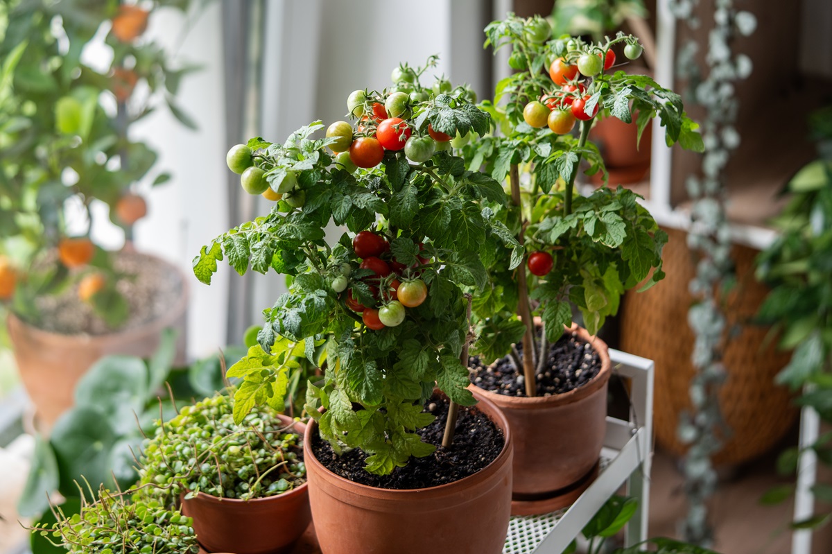 Balkontomaten in Pflanztöpfen auf einem Balkon