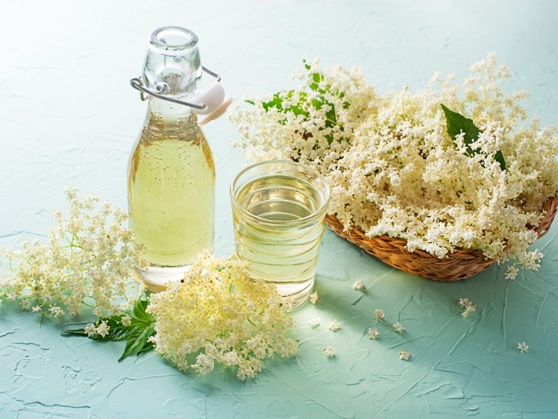 Eine Flasche Holunderblütenlikör, daneben ein Glas damit. Drum herum liegen Holunderblütendolden.