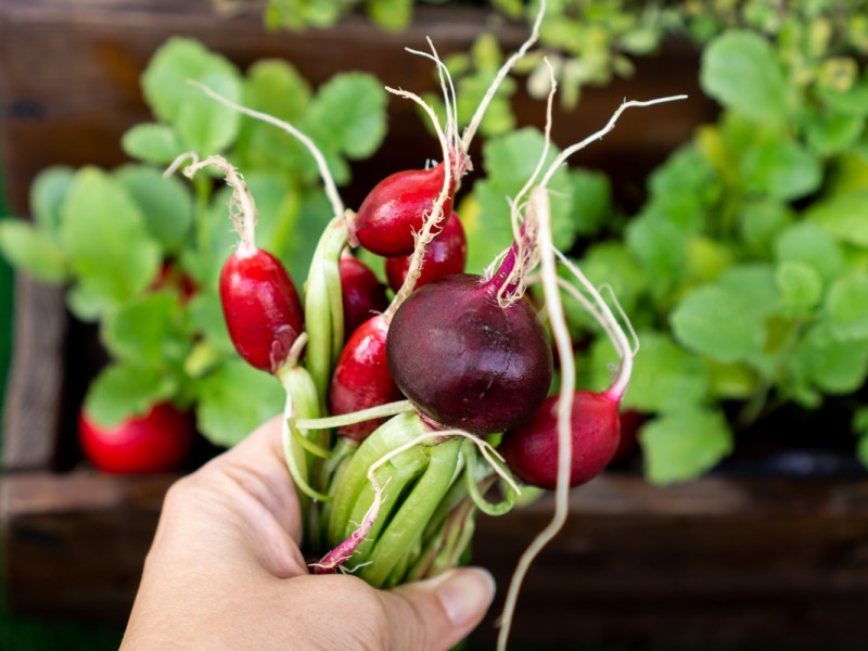 Frisch geerntete Radieschen vom Balkon