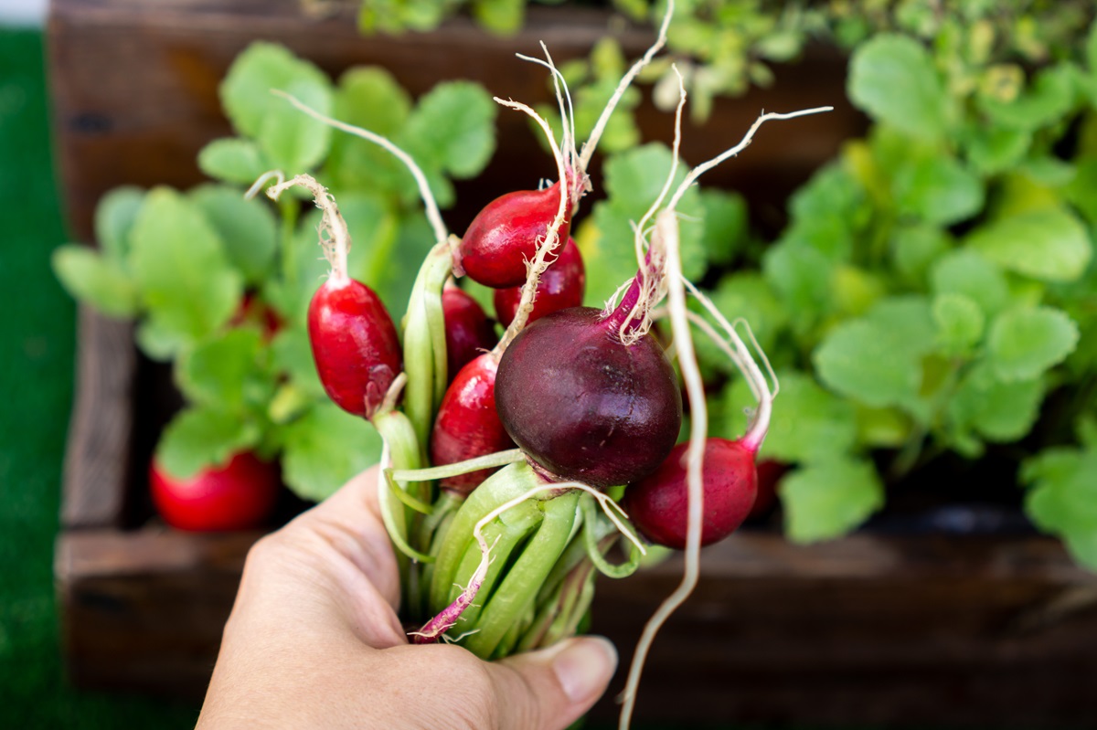 Frisch geerntete Radieschen vom Balkon