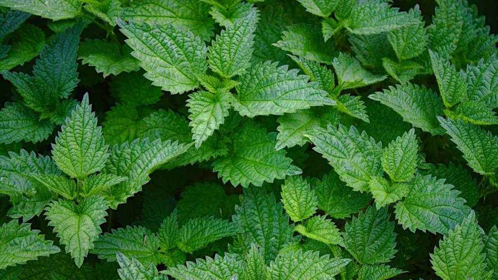 Essbare Wildpflanzen: Brennnesseln