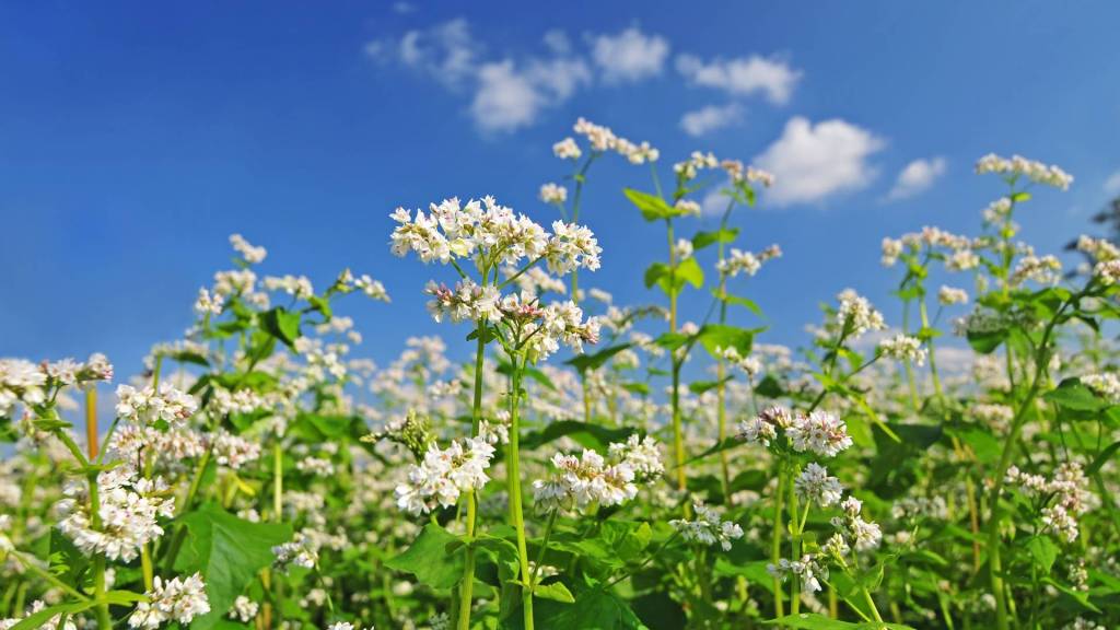 Ist Buchweizen gesund?