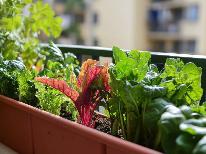 Balkonkasten mit Gemüse, das im Juli ausgesät werden kann