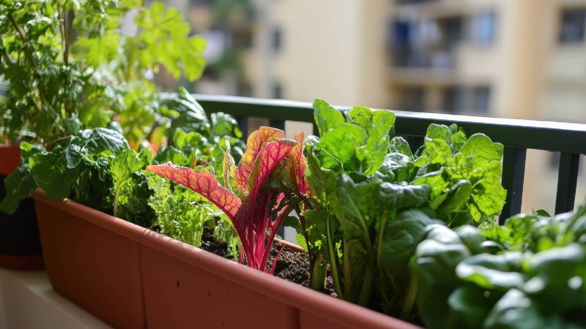 Balkonkasten mit Gemüse, das im Juli ausgesät werden kann