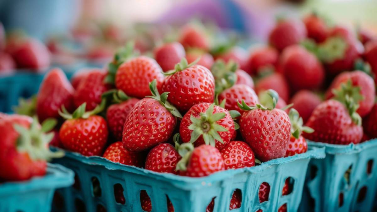 Mehrere Schalen Erdbeeren mit Erdbeergrün dran