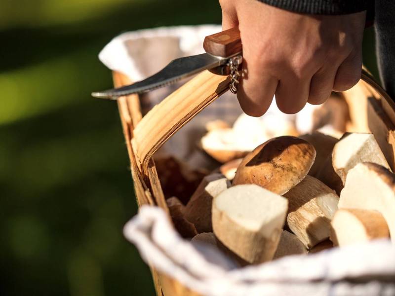 Bildausschnitt: Hand, die einen Korb hält, der mit Pilzen gefüllt ist. Außerdem hält die Hand ein Pilzmesser. Im Hintergrund ist Grün zu sehen.