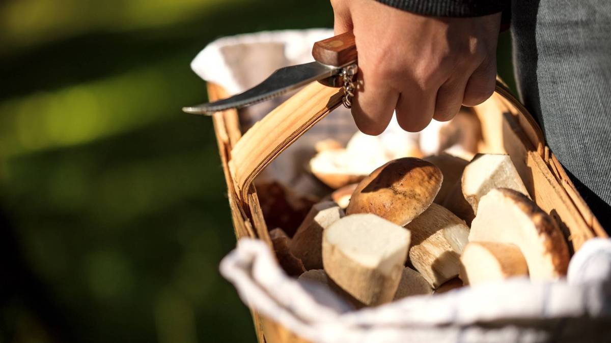 Bildausschnitt: Hand, die einen Korb hält, der mit Pilzen gefüllt ist. Außerdem hält die Hand ein Pilzmesser. Im Hintergrund ist Grün zu sehen.