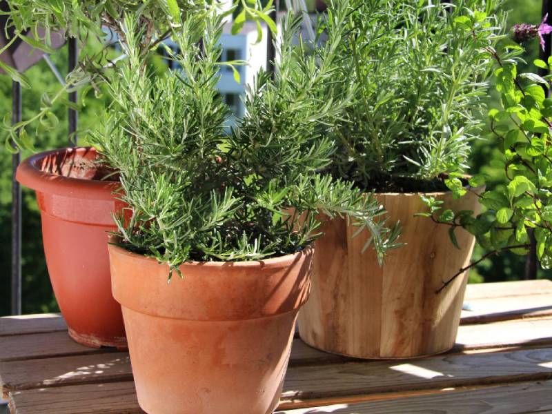 Rosmarin richtig schneiden: Rosmarin im Topf auf einem Tisch