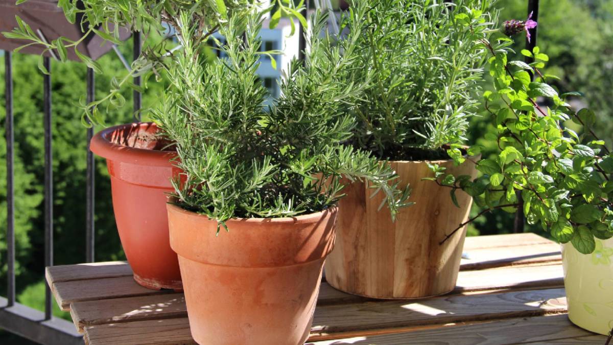Rosmarin richtig schneiden: Rosmarin im Topf auf einem Tisch