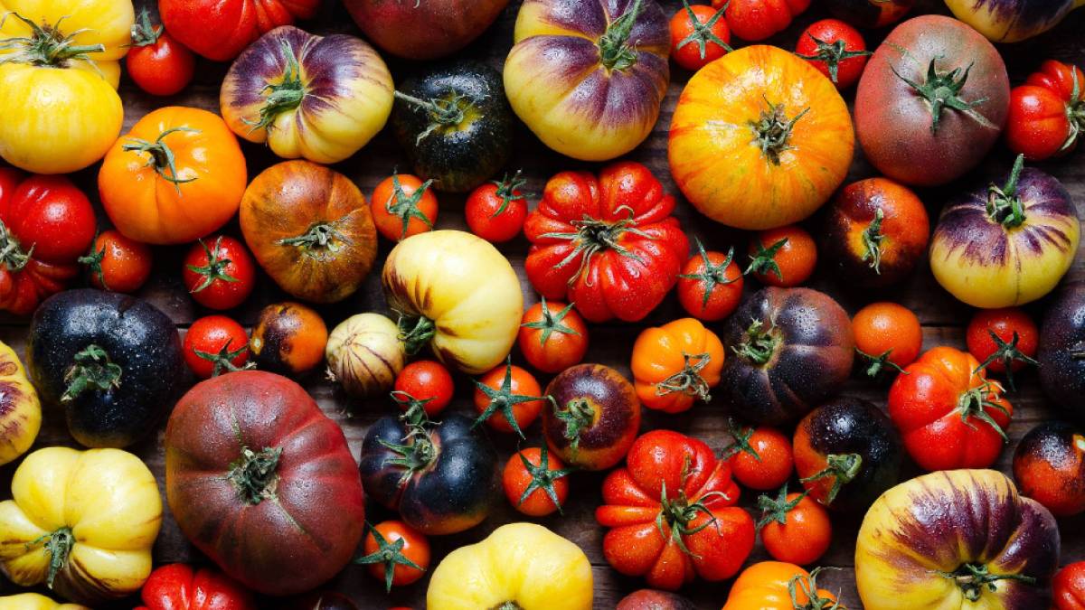 Verschiedene aromatische Tomaten