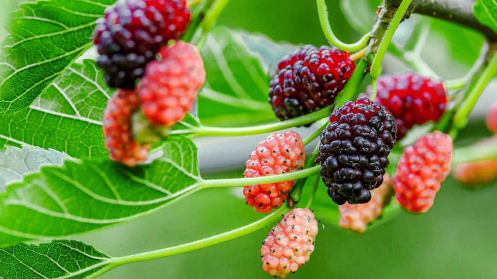 Vergessene deutsche Obstsorten: Maulbeeren