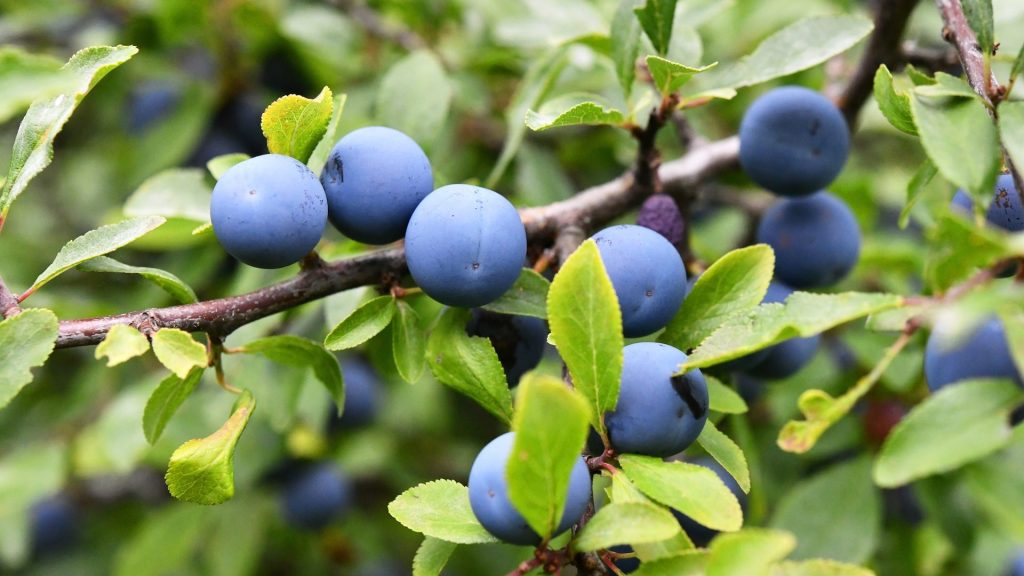 Vergessene deutsche Obstsorten: Schlehen.