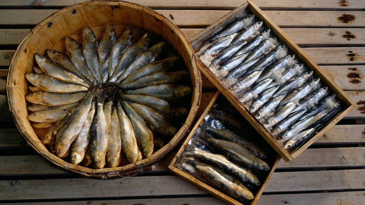 Sardinen und Sardellen, die in Holzkisten angerichtet sind.