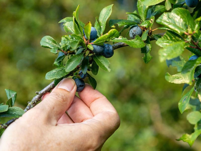 Vergessene deutsche Obstsorten: Eine Hand pflückt einige Schlehen.