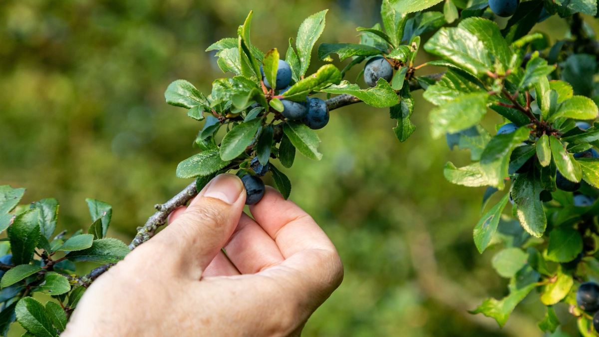 Vergessene deutsche Obstsorten: Eine Hand pflückt einige Schlehen.