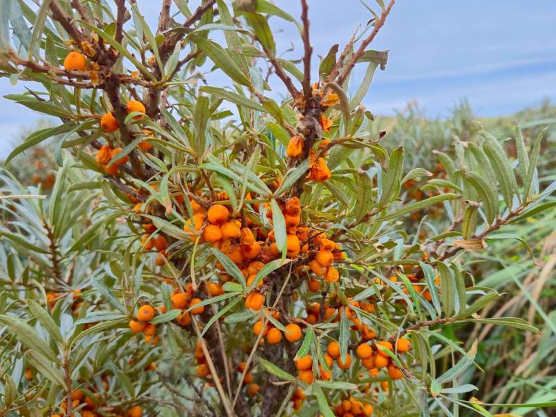 Sanddornstrauch an der Ostsee